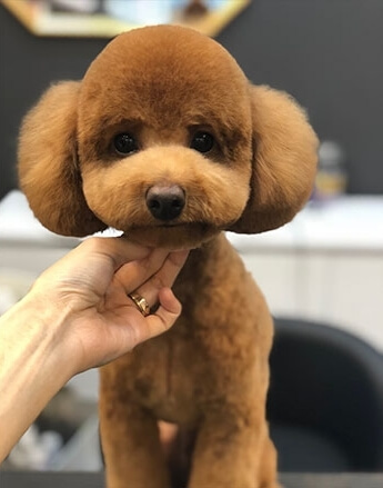 After Grooming