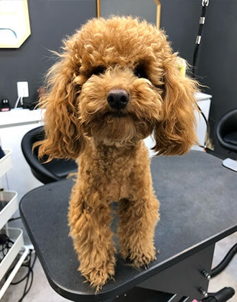 Before Grooming