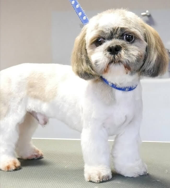 After Grooming
