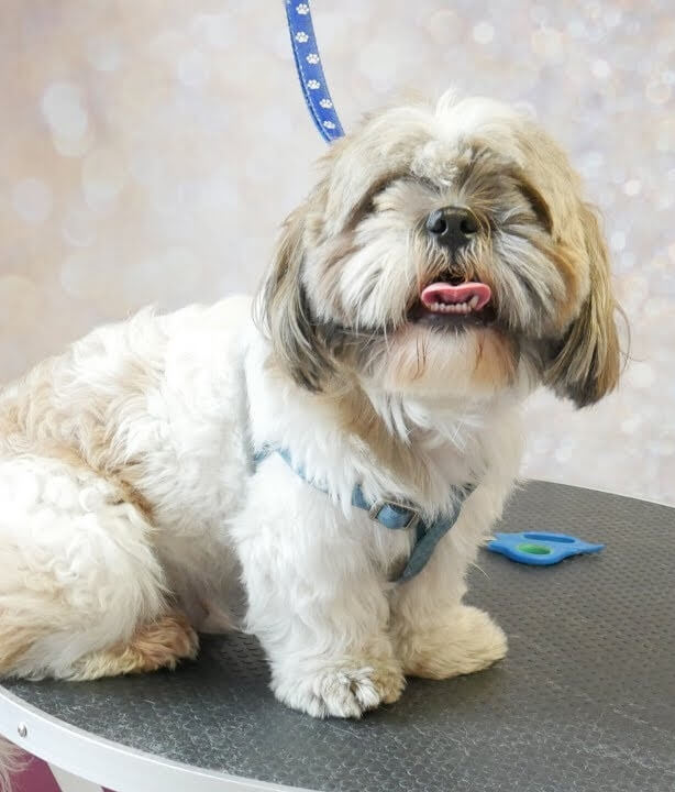 Before Grooming